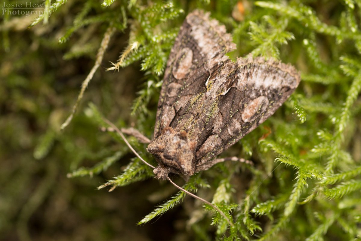 josiethebirder's tweet photo. 6 new moth spp (to me) in the traps last night!! Sprawler, Red &amp; Yellow-line Quaker, Green-brindled Crescent, Clepsis spectrana &amp; Chestnut https://t.co/PhAJRiPA2F