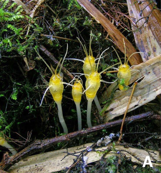 光合成をしない不思議な花 腐生植物 が深海生物のよう 怪物感がたまらん San値チェックでかい Togetter