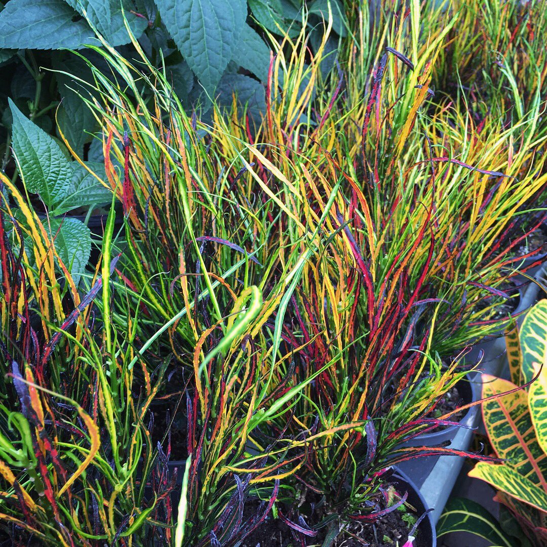 Buchanan�s Plants (buchanansplants) Twitter