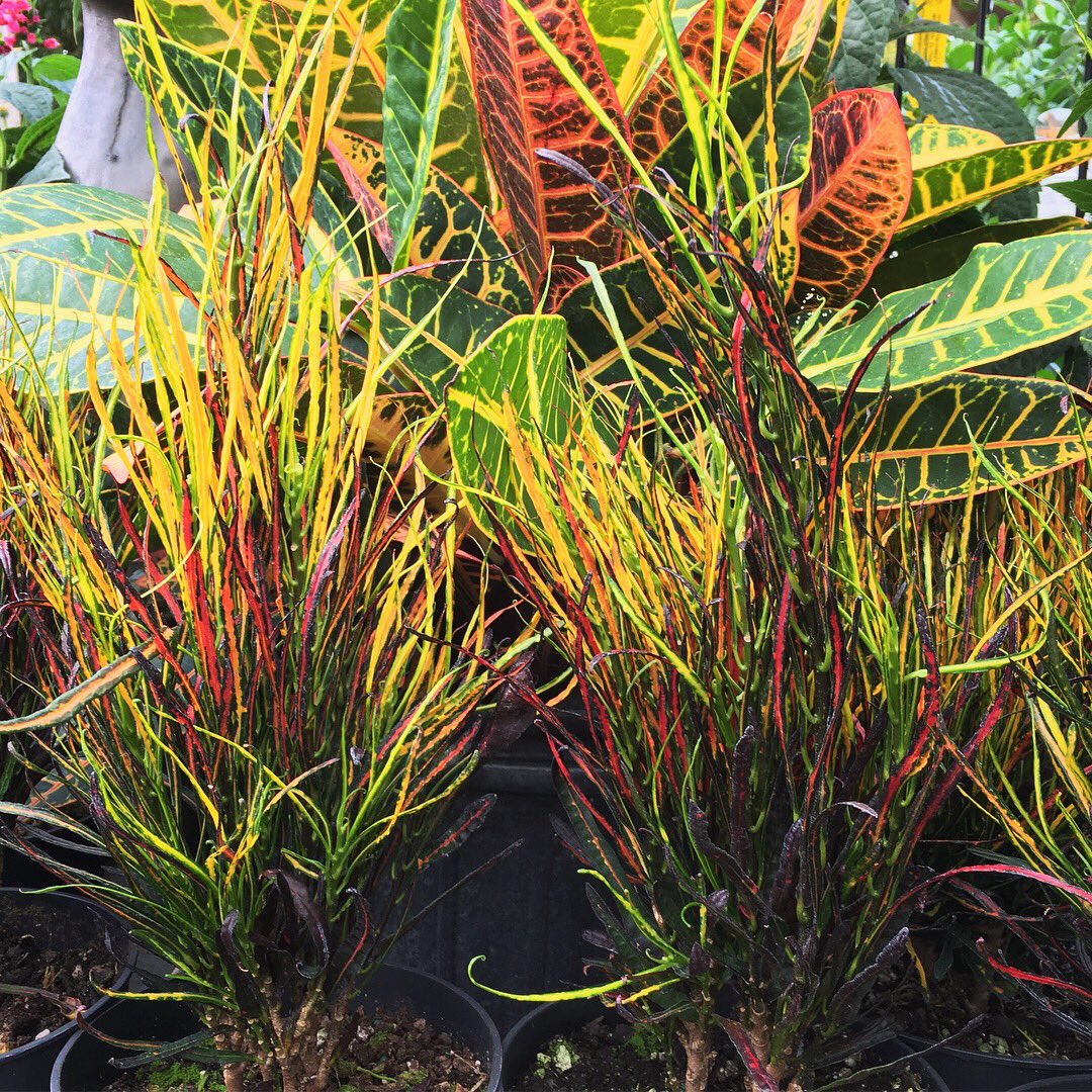 Buchanan�s Plants (buchanansplants) Twitter