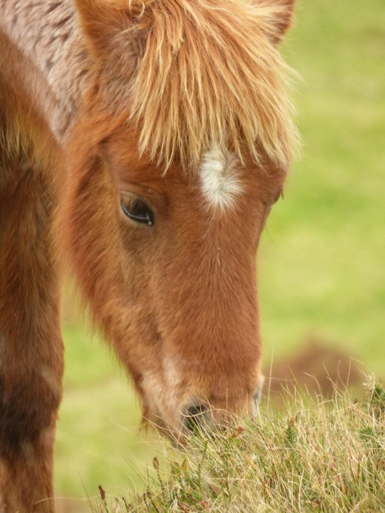 daisyfurryfool's tweet photo. I met lots of wild #carneddauponies today, aren't they fab! #visitwales #snowdonia 🐶🐎🐴🐾 #happywoof https://t.co/zTbsimZxtI