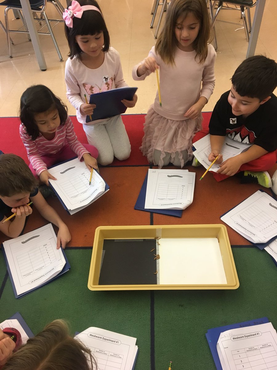 bxvsciencegirl's tweet photo. 1st Graders experiment to determine what color surface mealworms prefer 💡💡
#askquestions
#collectdata
#handsonlearning https://t.co/qR1huOX2bB