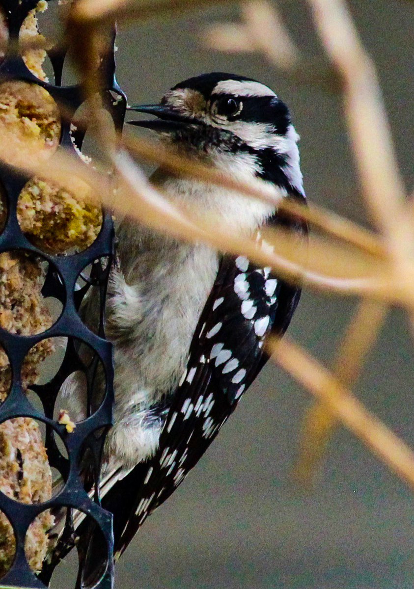 ronnjeff's tweet photo. More woodpeckers.. #birds #woodpeckers #hamont #NaturePhotography #wildlifephotography #500pxrtg #PhotoRTGroup #dundasON #PeregrineCloud https://t.co/66qrPH3ONd