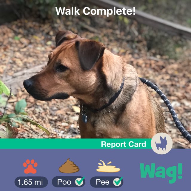 CinemaJosh's tweet photo. Just finished a dog walk on Wag! Use my code "JOSH6075" for $101 of FREE Wag! credit! https://t.co/WLYZGWVwzj https://t.co/cYZpLiOjGd