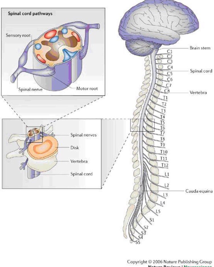 Spinal brain