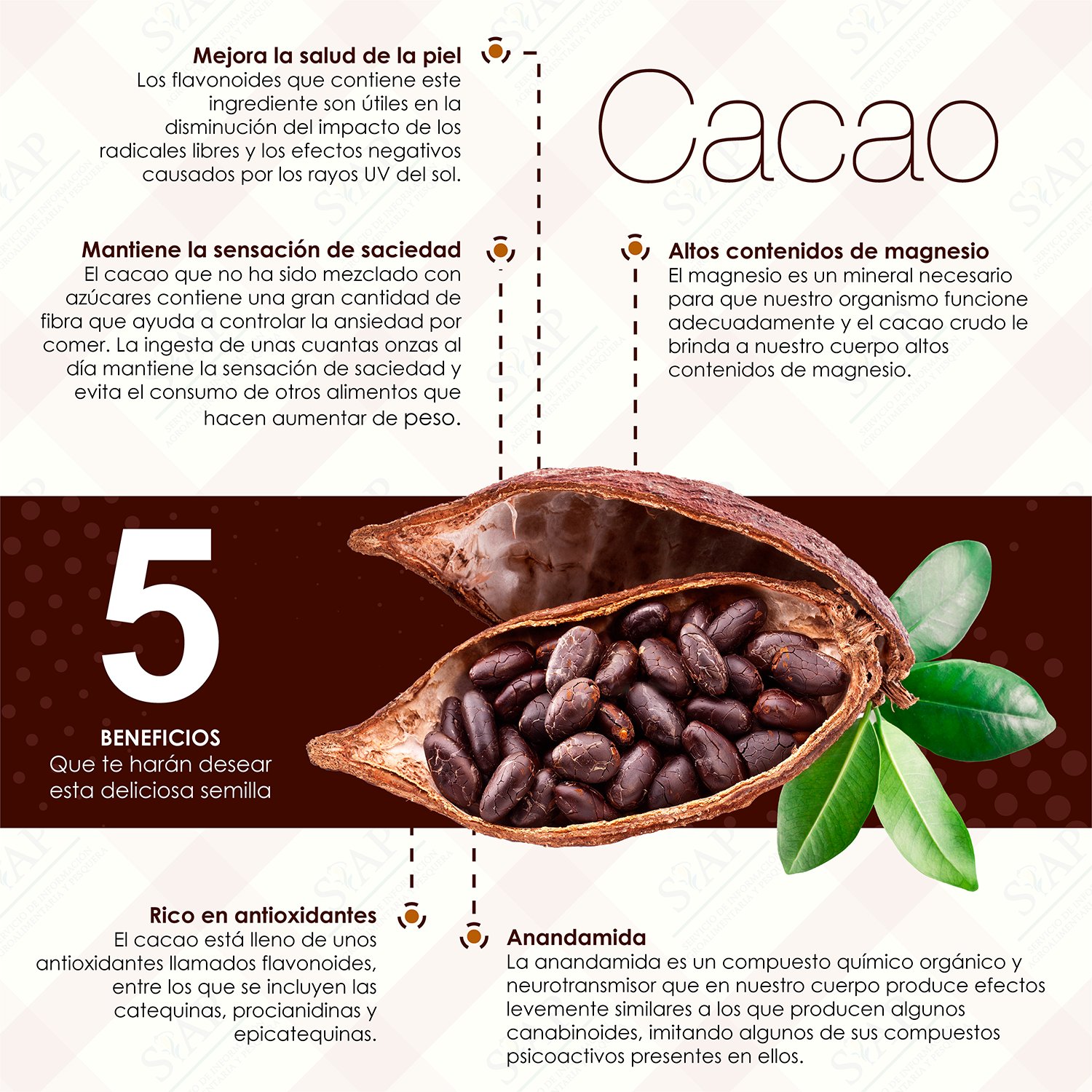 SIAP on Twitter "El cacao tanto como semilla, polvo o en chocolate