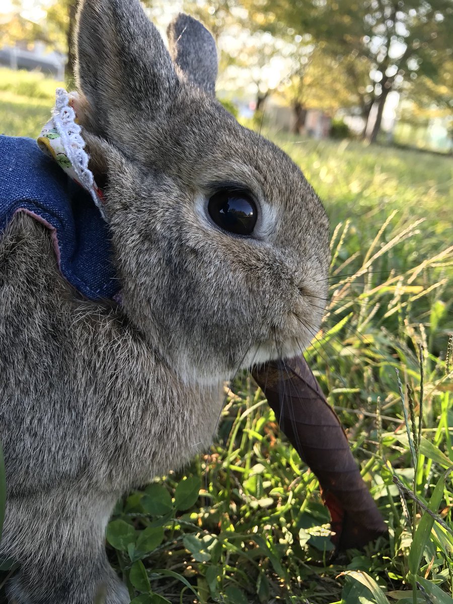 待ちあいしつにこどもの子 うさきち元気 やっぱり急に寒ったからかな お散歩はいつもより広範囲で遊んでた でもなぜ クローバーもオオバコもあるのにいつも枯れ葉を食べる 飼い主は緑に囲まれたうさきちが見たいのに気づくといつも茶色いとこいる