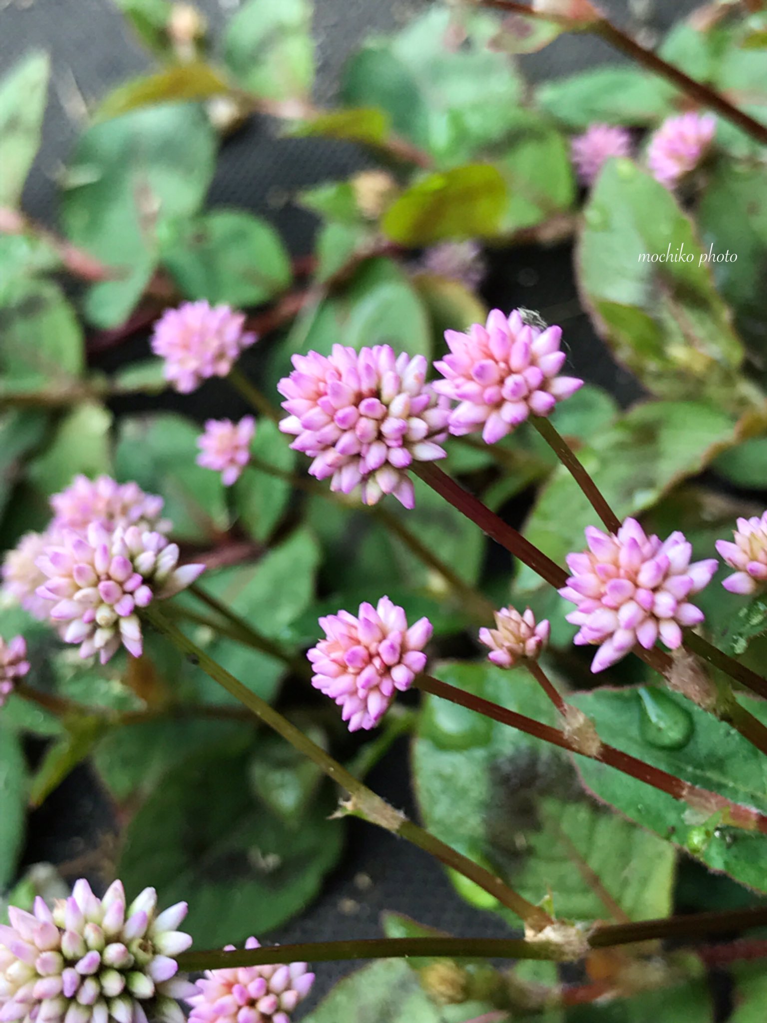 さくら餅子 ヒメツルソバ ポリゴナム タデ科 ヒマラヤ 中国 チベット原産 V字模様の緑の葉は 秋には紅葉し 金平糖のような 丸い花がたくさん咲く 繁殖力旺盛で 匍匐して伸びるので グランドカバーに向く 花言葉は 愛らしい 気がきく 良い一日を