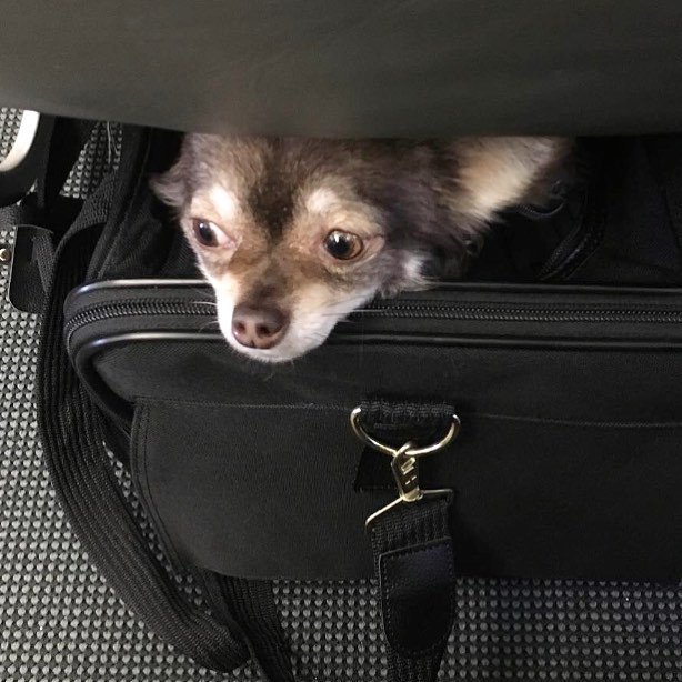 HolisticSpaces's tweet photo. #jetpaws https://t.co/YDvjINMzXK https://t.co/O5ms6KnOTz