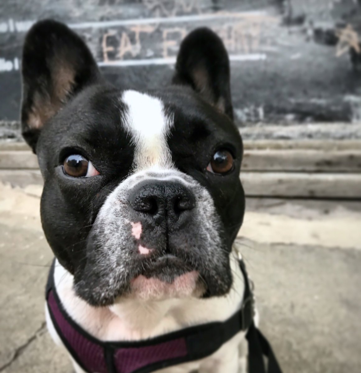 StellaTheBeBe's tweet photo. “Too hot in 🌞 #LA - Dad does it ever snow here?” - Stella
.
#frenchbulldog #dog #puppy #LosAngelesdog #hotday #StellaTheFrenchieBeBe https://t.co/sV1eJG9ZPX