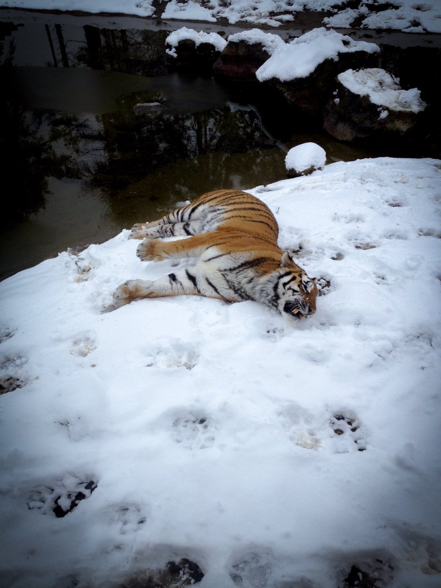 simonxyzoo's tweet photo. I took this photo at @ZSLWhipsnadeZoo a few years back, their Siberian Tiger (Panthera tigris altaica) is perfectly happy in the snow. https://t.co/Msu87sJNJO