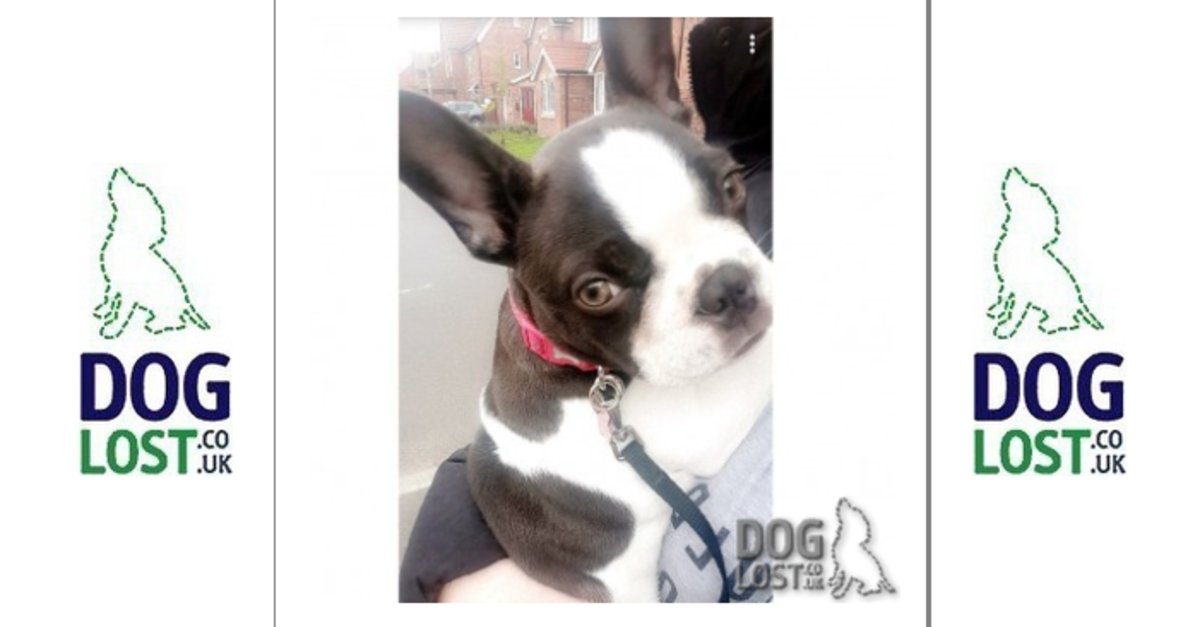 chipandscan's tweet photo. #FindPixie #thunderclap 28/10 #lostdogalert https://t.co/lUpqXgi808 https://t.co/DFsOS6D2cL