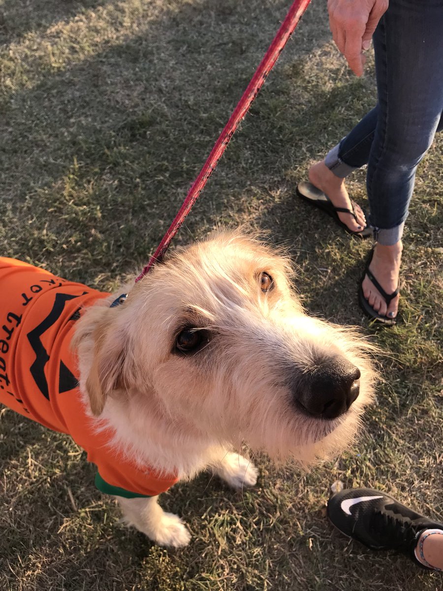 nthpeople4paws's tweet photo. Thank you for coming out and supporting us #ppl4paws @VCAPetHealth #AllDogsUnleashed @vetsbest @NewTechCoppell @Janelle @NthSaucier https://t.co/9AuPSGK3BK