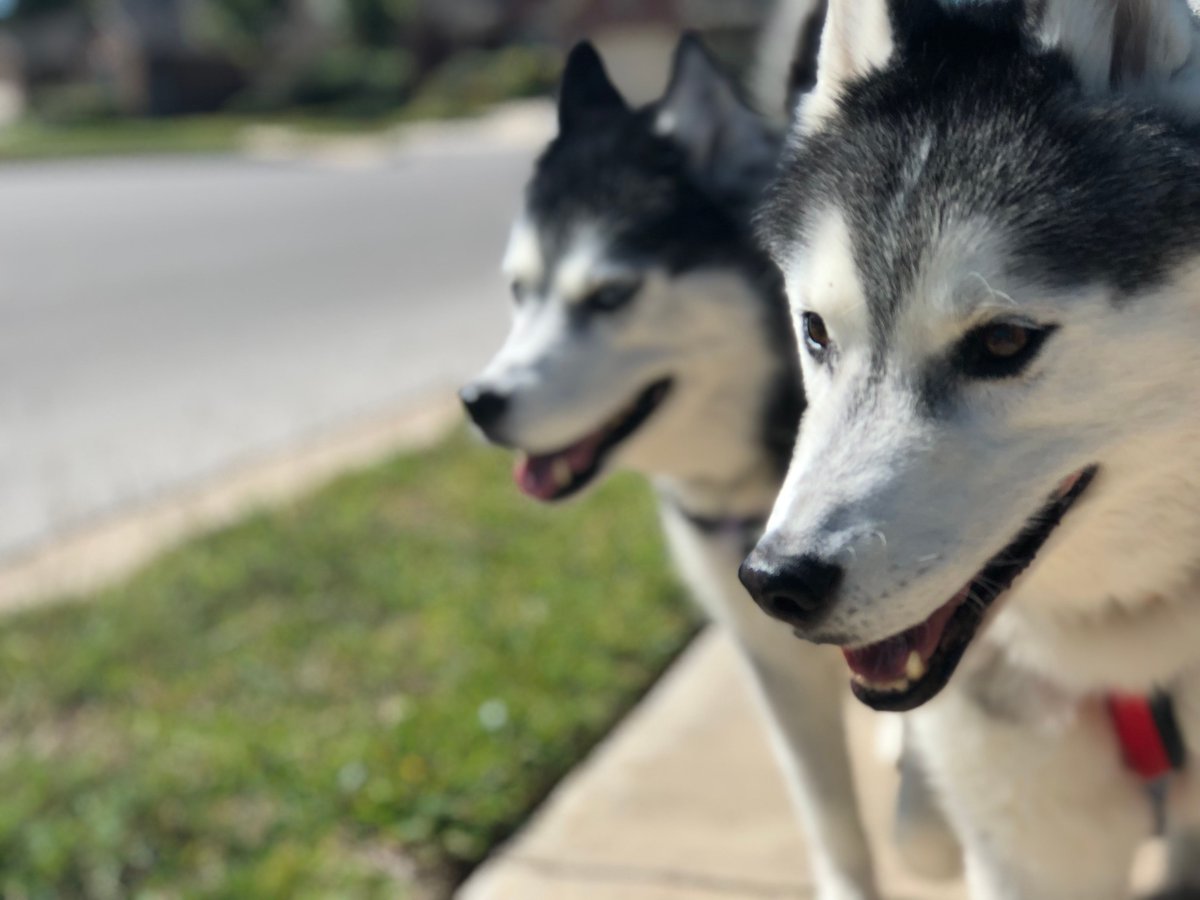 Austin Dog Butler tweet media