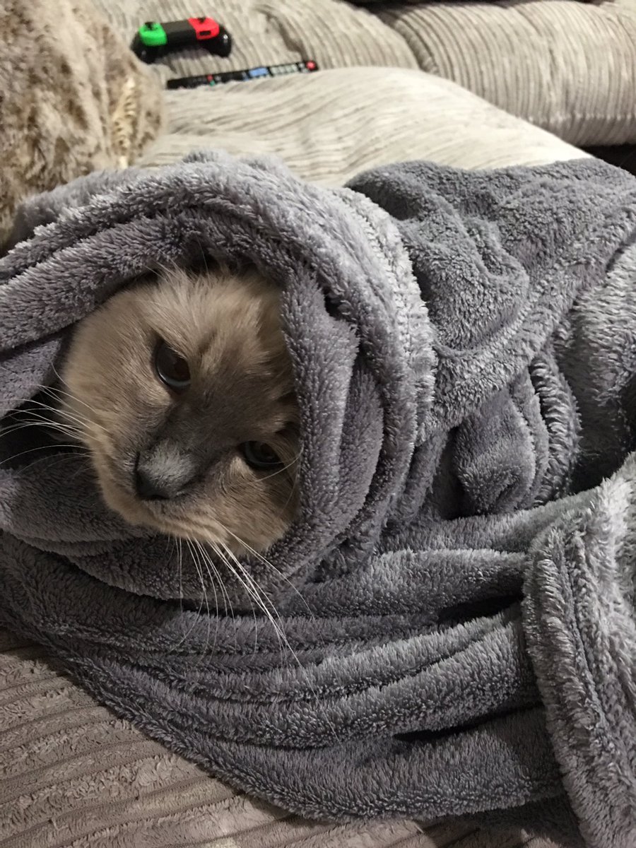 Also, here is a pic of my burrito kitty after her shower 😍