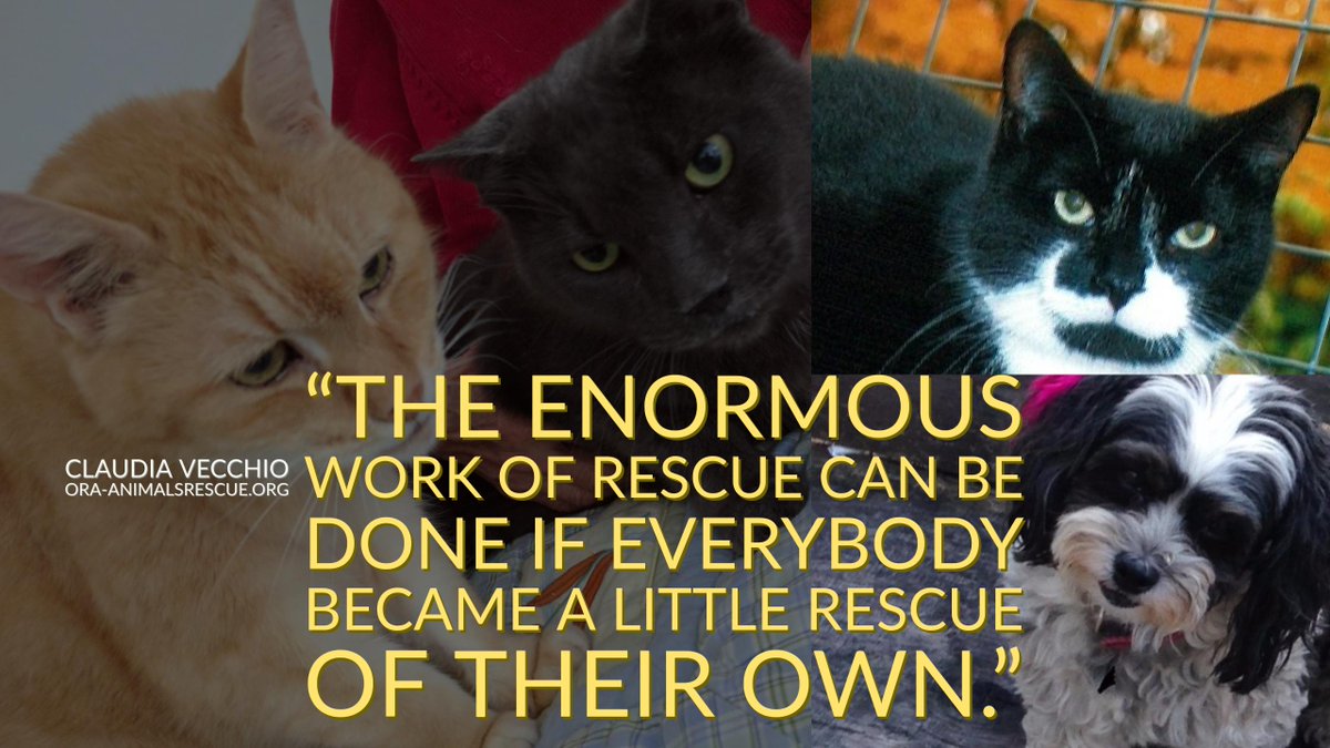 Human Cat 🕯️ tweet media