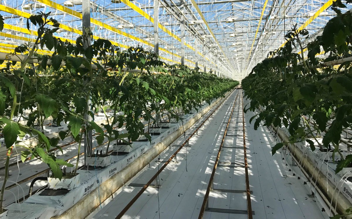 They're returning soon! Our latest Baby Boy crop is set to be harvested  in late November! More of Minnesota's favorite snacking and salad  tomatoes are growing by the row in our Owatonna greenhouses! Take a look  behind the scenes. #greenhouse #tomato #minnesota
