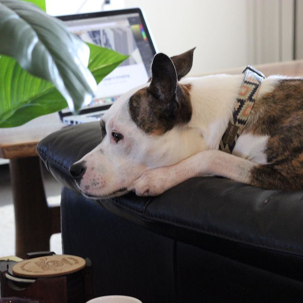lolathepitty's tweet photo. Pretty awesome coworker if ya ask me... she doesn't get much done but she's easy on the 👀 https://t.co/4j54HO6PeM https://t.co/cUazSZJRjw