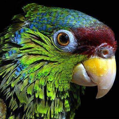 dan mondain after (@after_dan) on Twitter photo 