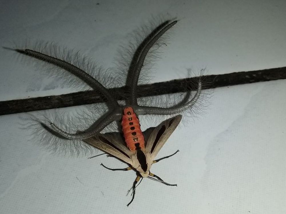 Sciences_Avenir's tweet photo. VIDEO. Mais quel est cet étrange insecte ? https://t.co/RHX0mZhtEb https://t.co/dI6dklqaCA