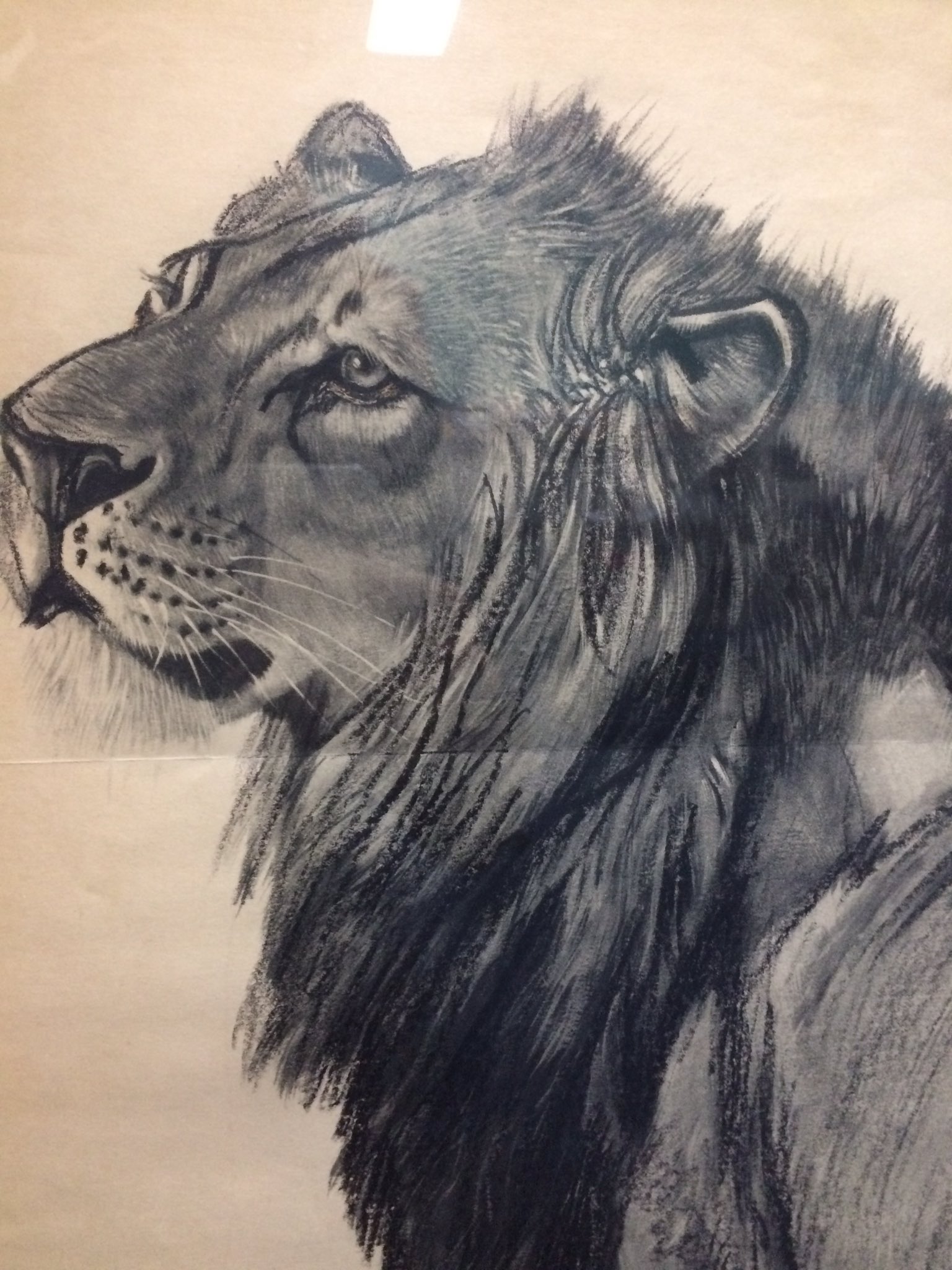 南八六 Ar Twitter 戦後の画家らしく古くてわからない 小さい頃すごいと思ってたけど今見てもめっちゃすごいです ずっと無くなったと思ったのが先日発見したのでまた無くなる前にお披露目しとこう デッサン 画家 動物デッサン 動物画 ライオンのデッサン