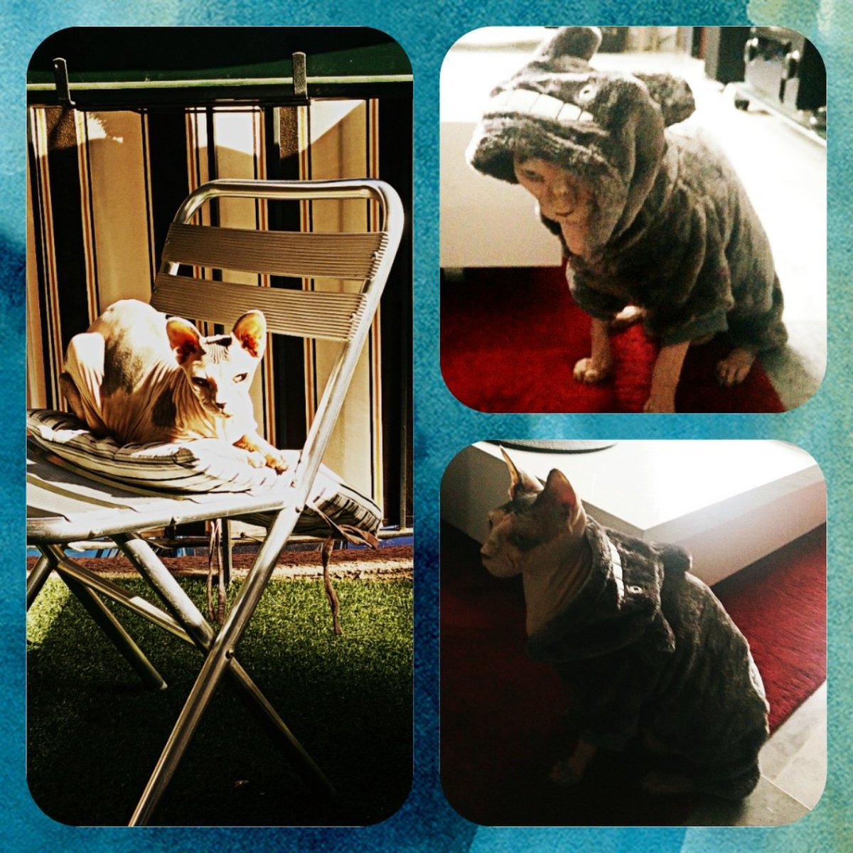 la_gozer's tweet photo. La vie est dure, bronzette, shopping... 
#sphynx #sphynxcatofinstagram #gozerlagozerienne #nakedcatofinstagram #hairlesscatofinstagram https://t.co/gNM94hh33x