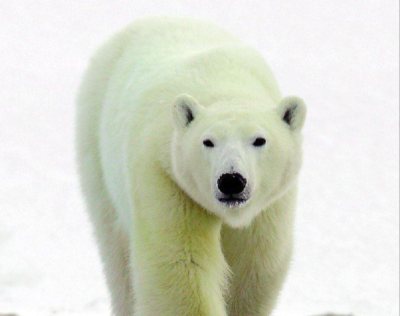 MeridianMag's tweet photo. IJsberensafarin in Churchill Canada https://t.co/5iLFkk0GQV #canada #arctic #noordamerika #reizen #meridiantravel https://t.co/UihPmFjUru