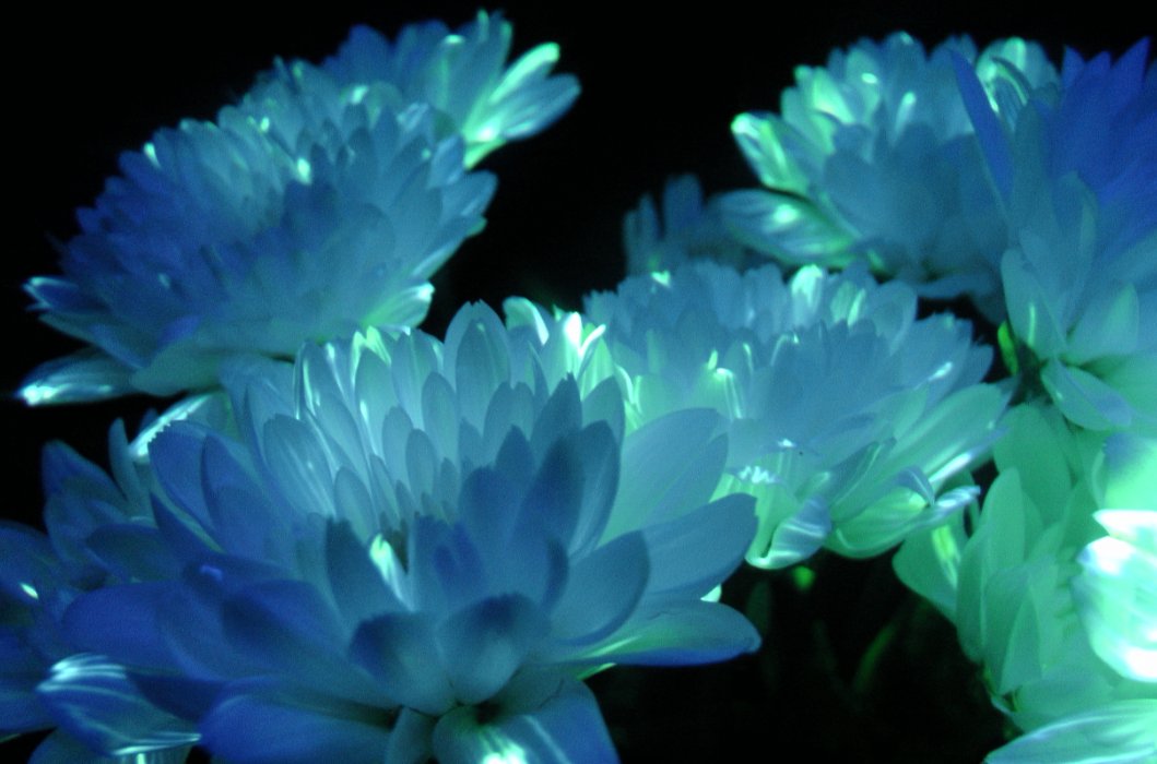 Emmanuel Moreau (@moreauemm) on Twitter photo De vraies fleurs pour remplacer la veilleuse dans la chambre d'enfant à découvrir sur <a href="/franceinter/">France Inter</a> <a href="/DesignAglae/">design-aglae</a> franceinter.fr/emissions/l-es… De vraies fleurs pour remplacer la veilleuse dans la chambre d'enfant à découvrir sur <a href="/franceinter/">France Inter</a> <a href="/DesignAglae/">design-aglae</a> franceinter.fr/emissions/l-es…