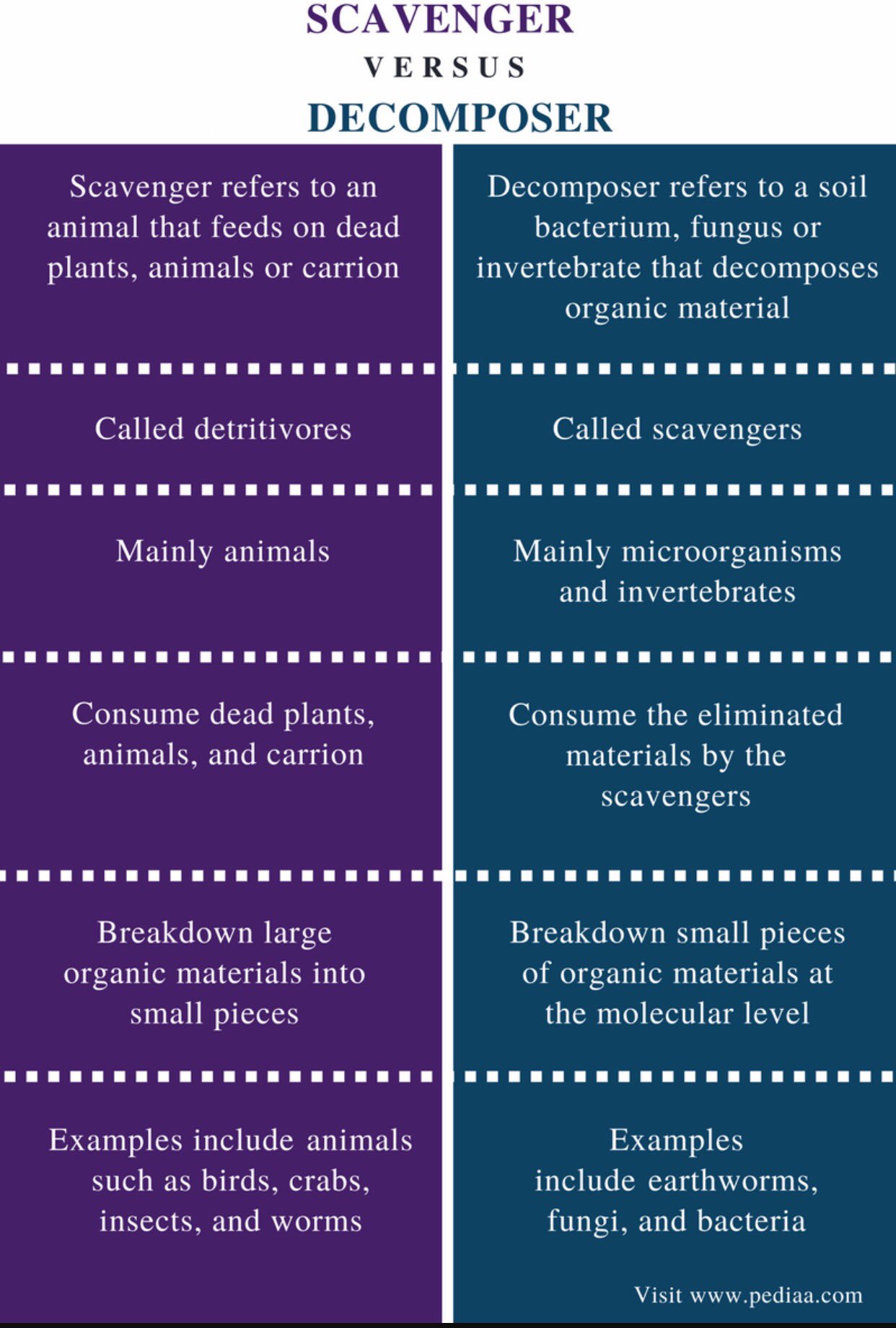 Detritivores Biology Diagrams