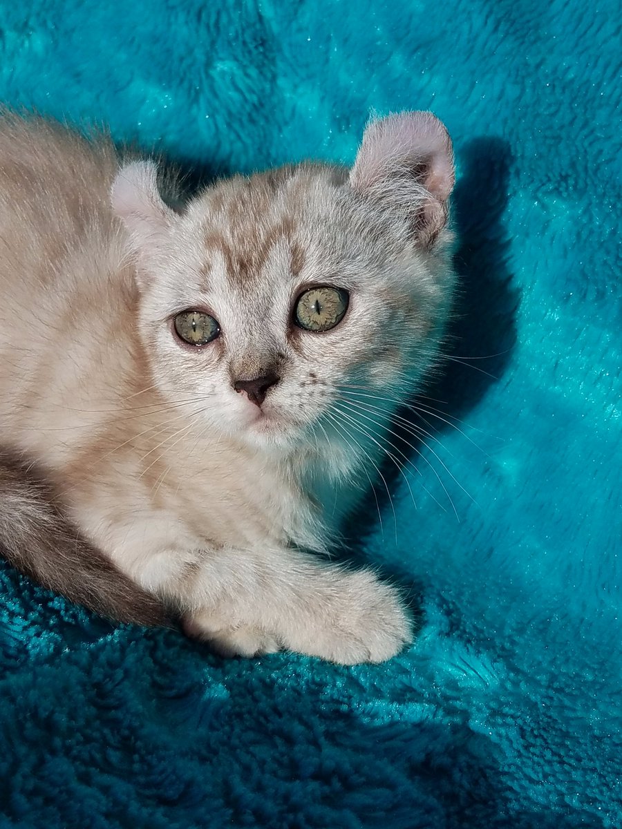 CatsHighlanders's tweet photo. #catsofinstagram #CatsOfTwitter #Highlanderkitten #TICAcats https://t.co/7TUBJOz5Do