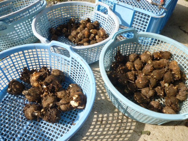 やきやまふぁーむ サトイモの仲間のヤツガシラが収穫の時期に入りました やきやまふぁーむのある地方ではクキも漬物としてよく食べられているのですが残念ながら芋の部分だけを売る場合あまり生産性や実益が良くなくあまり市場に出回らない芋です 味