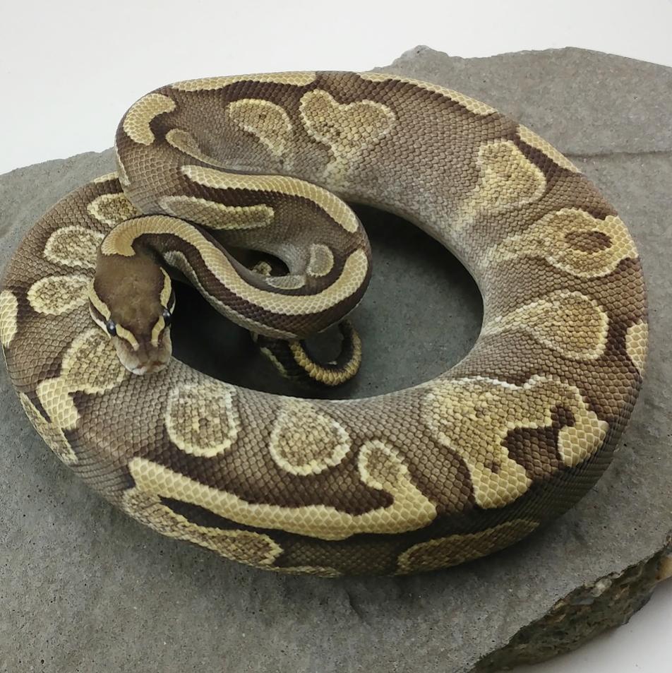 MorphMilitia's tweet photo. Mojave Calico + 🐍 🐍
#snake #ballpython #zoo #animals https://t.co/UL39rcy9aL