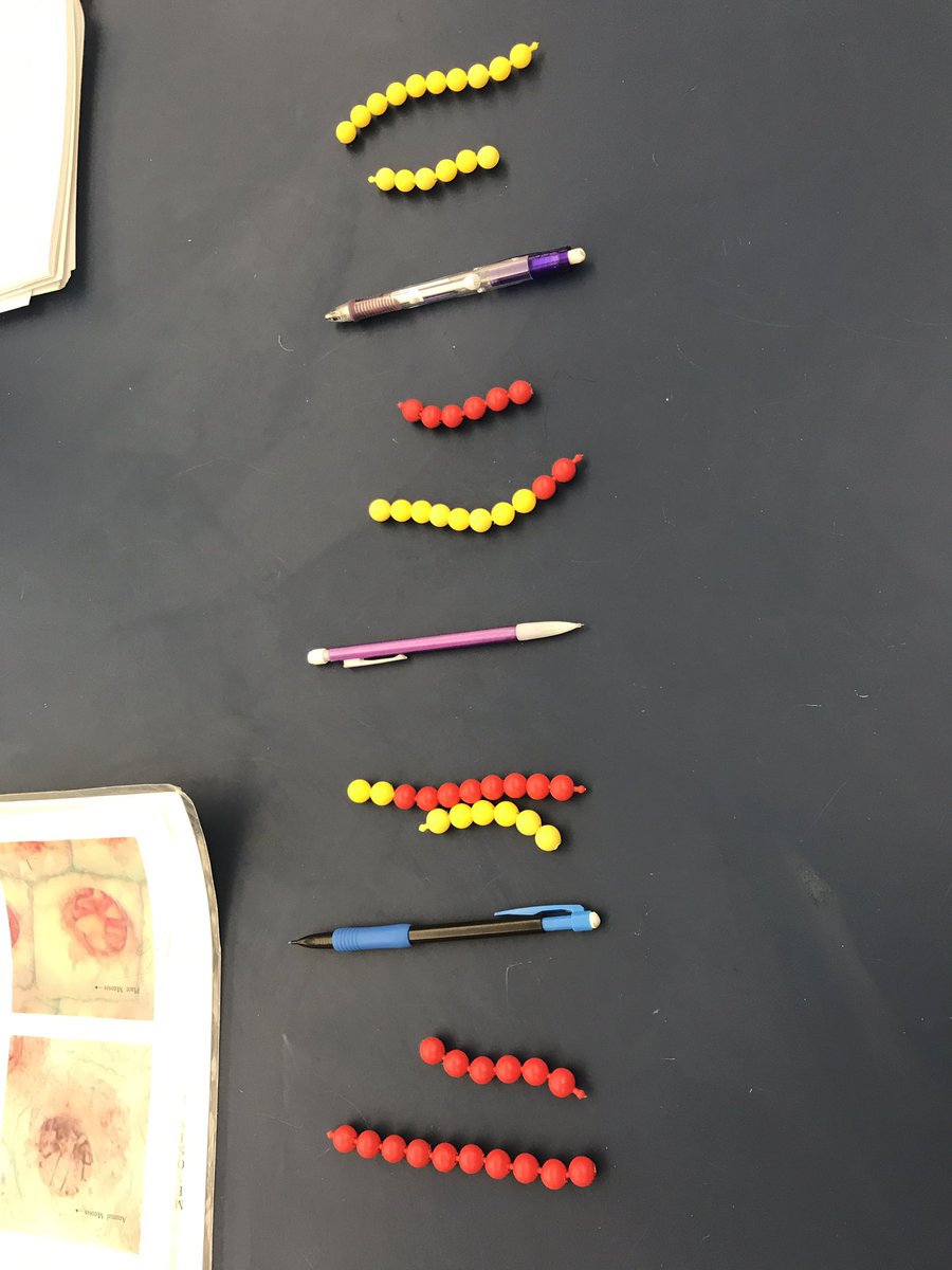 h_moh21's tweet photo. Wednesday's lab, Playing with connecting beads to understand DNA during Meiosis @NutmegSomething #BioFall17 https://t.co/zEmWhbOTUx
