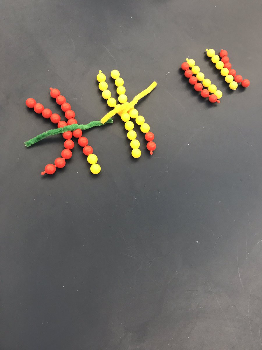 h_moh21's tweet photo. Wednesday's lab, Playing with connecting beads to understand DNA during Meiosis @NutmegSomething #BioFall17 https://t.co/zEmWhbOTUx