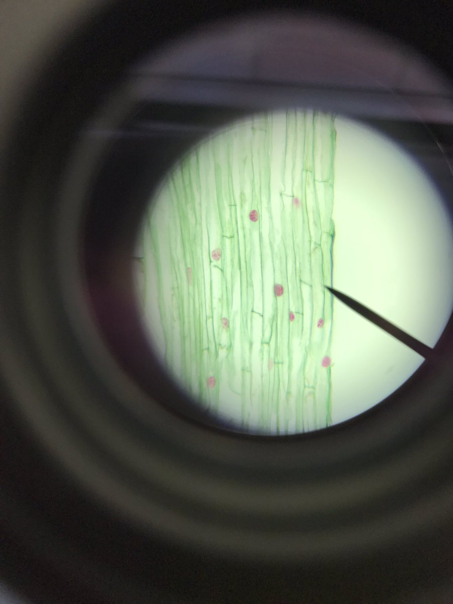 h_moh21's tweet photo. Mitosis of plant cell through the microscope! @NutmegSomething #Bio110Fall17 https://t.co/mEdbXEGQeT