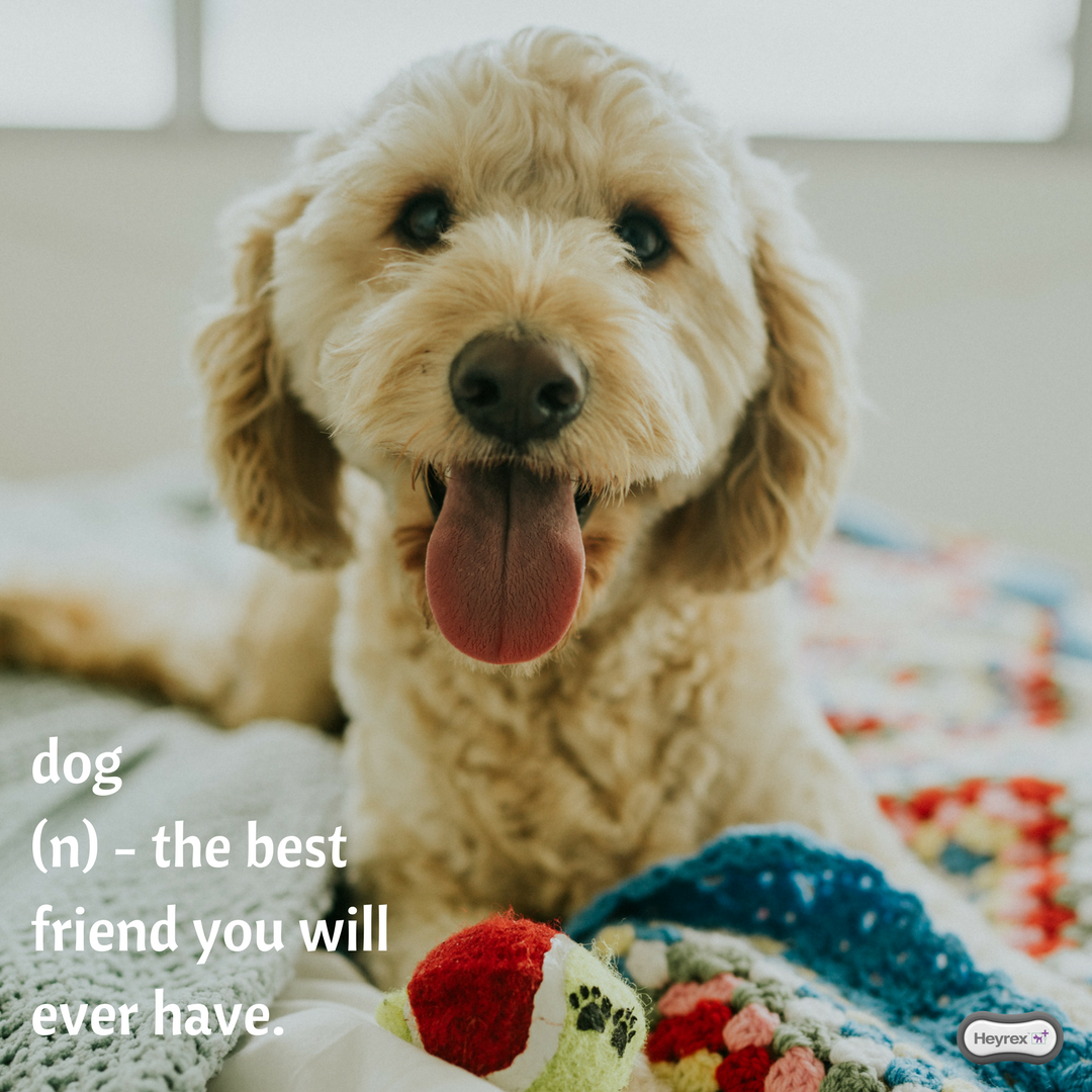 HeyrexTweets's tweet photo. Best Friends Forever! #heyrex #torus #welovedogs https://t.co/bpk56rMt94