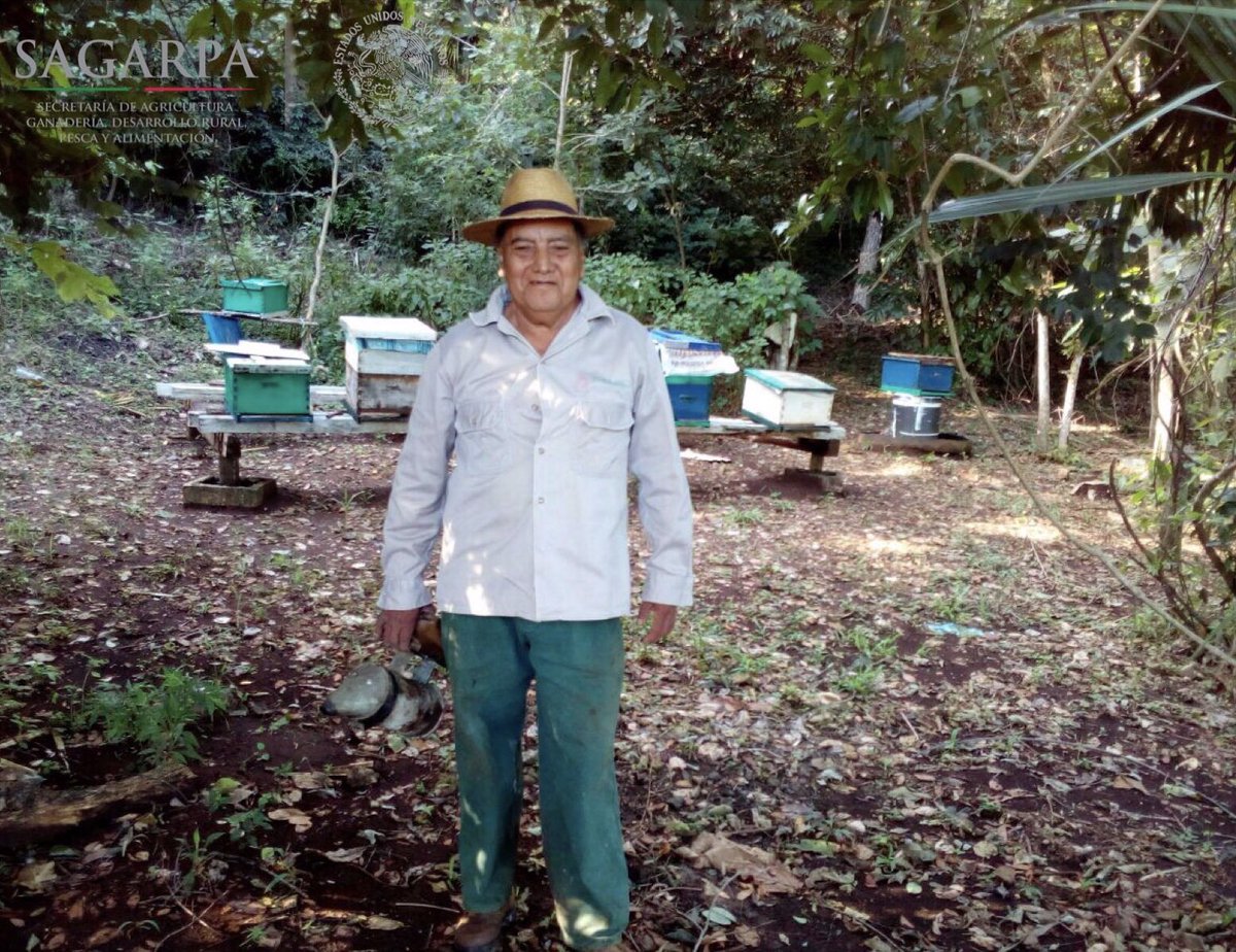 SAGARPACAM's tweet photo. Supervisión en Apiarios de la Comunidad de Santo Domingo Kesté en Champotón; fomentando buenas prácticas en la producción de Miel en la zona https://t.co/we6C2LFlHG