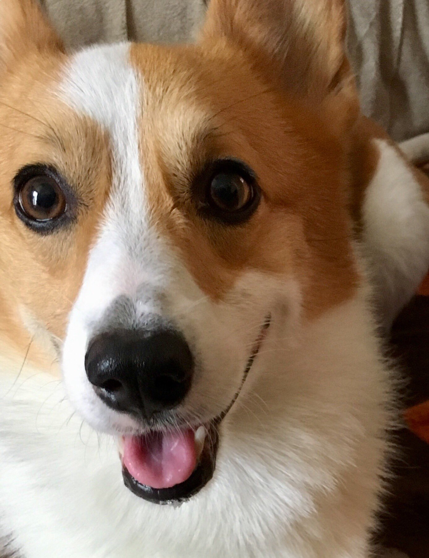 らくだ 12月 10巻出ます ٩ W و うちの犬 は人の目をこれでもかってくらい見てくるんだけど なので写真はカメラ目線が多い 犬は目線をバッチリ合わせるの嫌いだって聞いたけど 喧嘩相手とメンチきるから敵認定するとかしないとか あ 野生が欠落してる