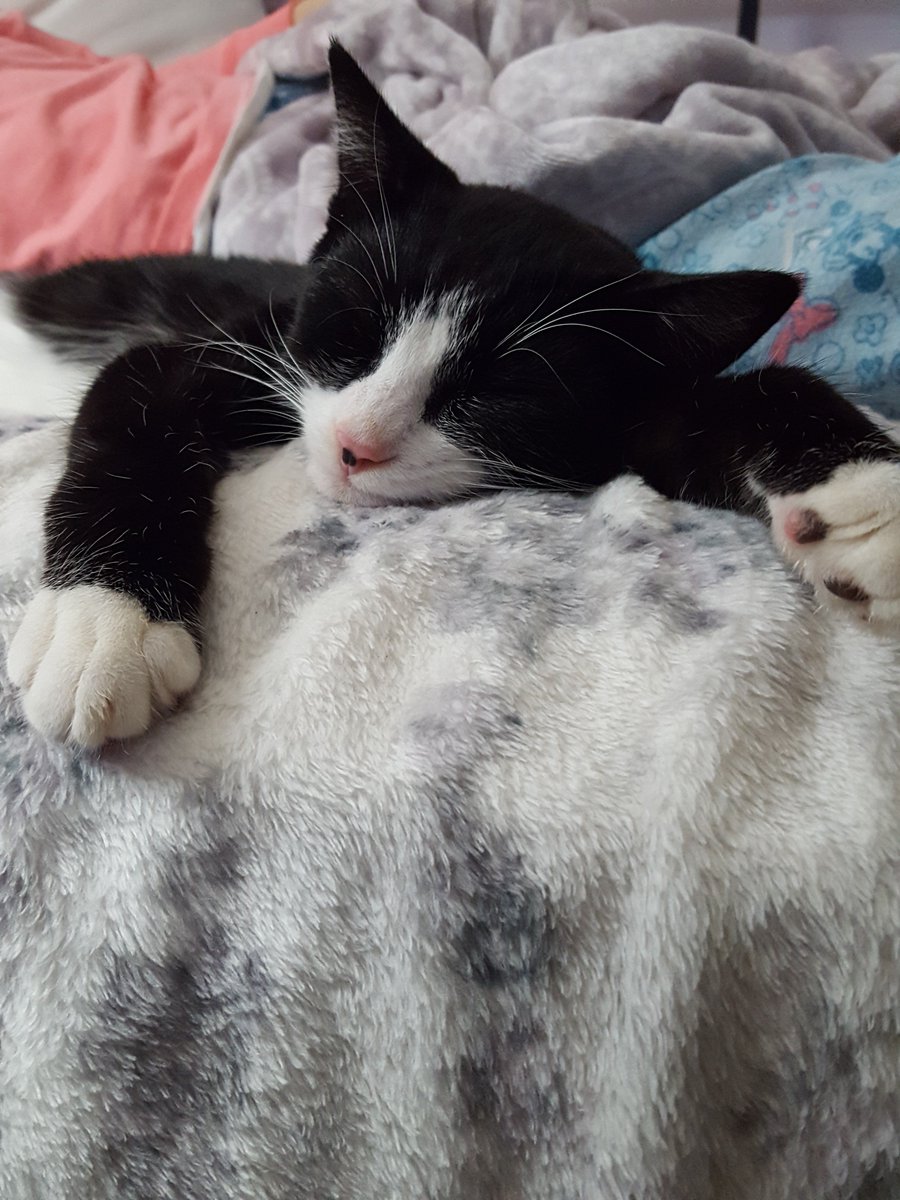 loriann35241544's tweet photo. @SawyerFrdrx Goodnight Sawyer. 😴 Sleep well. This is Binx. I just adopted him to make my life more crazy. #KittyfromHell https://t.co/3r2nz1DZJa