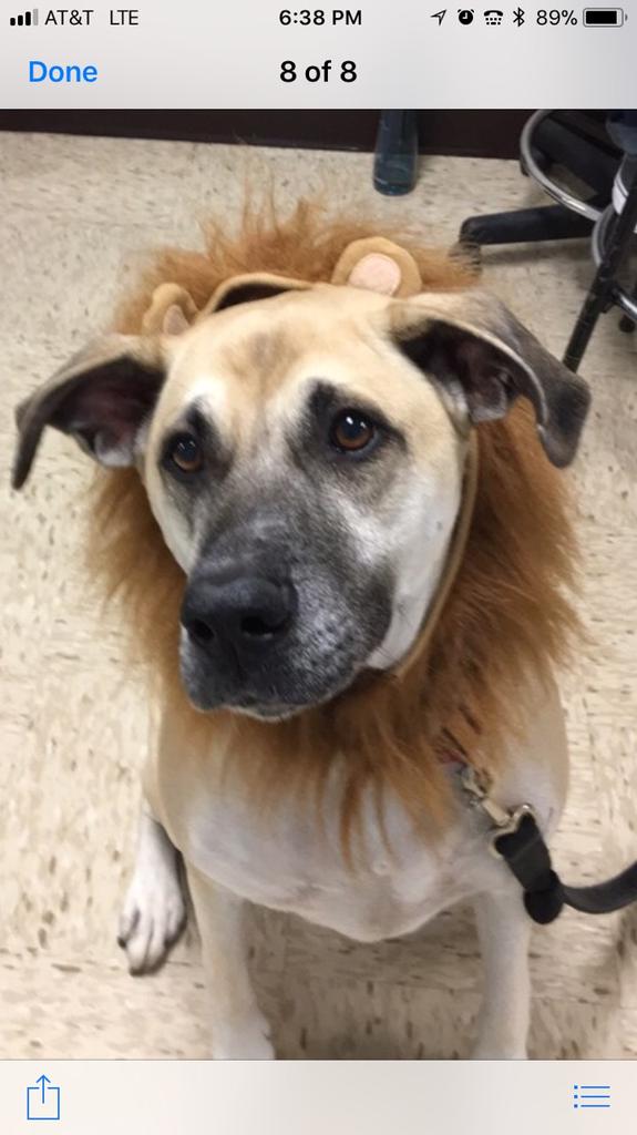 CHSLionNation's tweet image. Best Lion costume goes to Roscoe Witherow