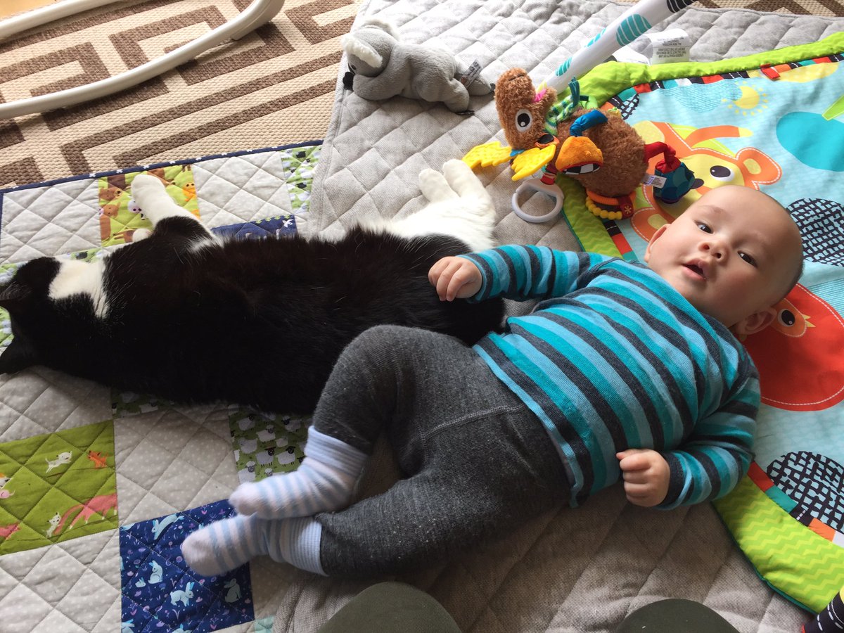 LittleFood_Advs's tweet photo. @FirstCatofNZ Paddles how are you with non-cats? This is the 'big' little bro of @Gregisacat. Greg is letting Baxter pat him #AskPaddles https://t.co/xCDecncRmL