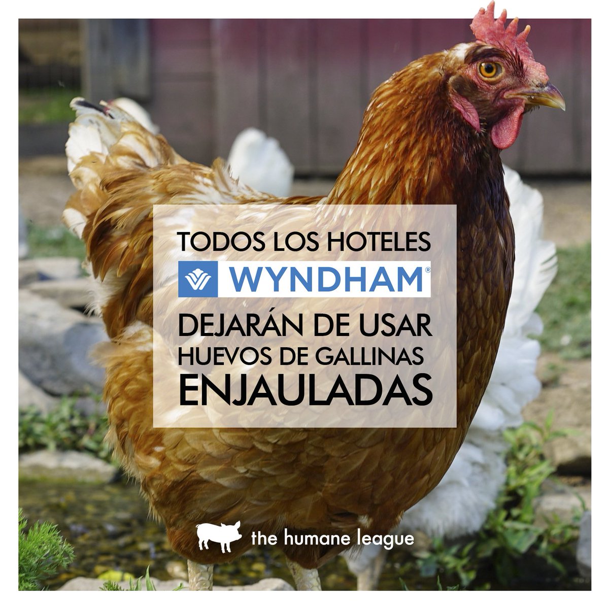DulceKimTesoro's tweet photo. @Wyndham se ha comprometido a eliminar las jaulas para gallinas de su cadena de suministro, ¿@PosadasCareers cuando? https://t.co/LFEHO3wT0T