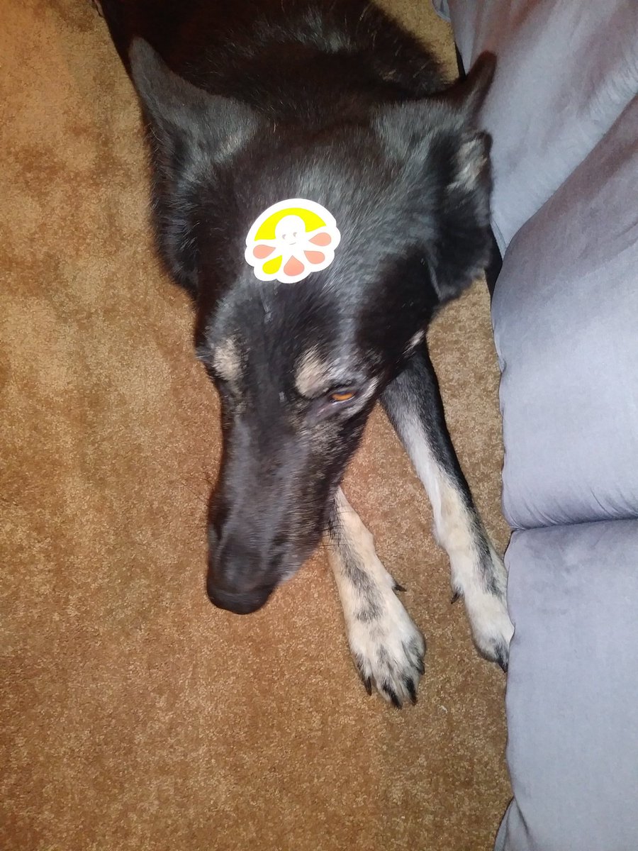 TundraTechAC's tweet photo. Jasper likes the stickers from the new shirts @customink 👕 https://t.co/HcpGU8S5wR