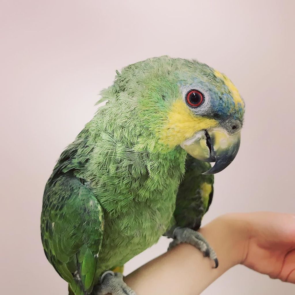 amitami552's tweet photo. とってもシャイなキソデボウシインコさん☺️💕
.
.
スタッフからはボーちゃんの愛称で呼ばれています(*¨*) 最近口笛が上手に吹けるようになったんです🎶
.
#アミーゴ伊丹 #小動物 #small_animals #大型インコ… https://t.co/Jfym0tiweh https://t.co/nhw4A7ChUW
