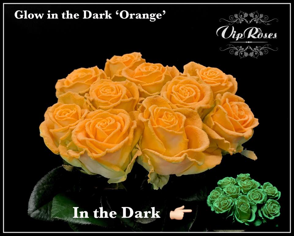 TFC_GROUP's tweet photo. We're getting in the Halloween spirit with these amazing glow in the dark roses!😂👻 https://t.co/O13EGeYkYn