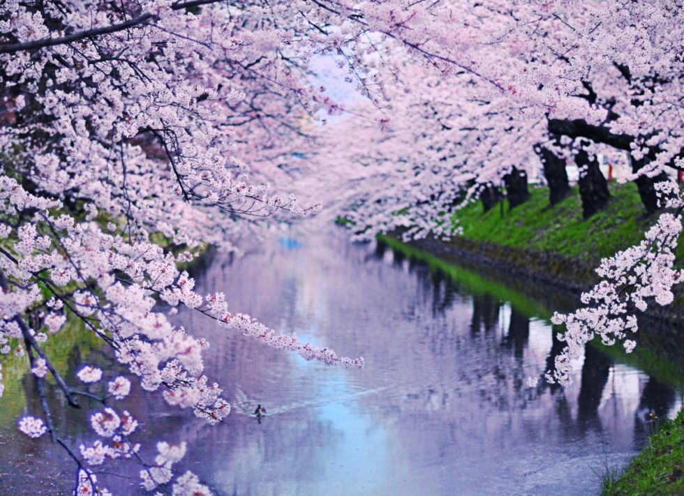 ItSooBeautiful's tweet photo. check out these beautiful flowers #nature #photography https://t.co/4QG5o4X42N