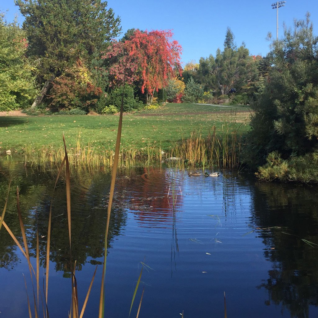 Vibrant fall colours are on fire at <a href="/UBCgarden/">UBC Botanical Garden</a>, especially our Carolinian Forest Garden. #exploreBC #UBC #autumncolours <a href="/MyVancouver/">Destination Vancouver</a>