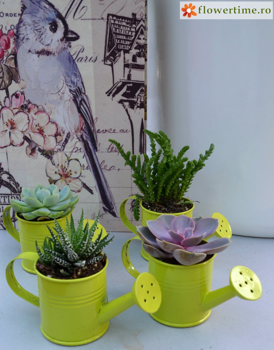 FlowerTimeCluj's tweet photo. Chiar și lucrurile mici pot transmite sentimentul bucuriei la superlativ!☺️
#Flower_Time #plante_suculente
https://t.co/HLrOAbHdub https://t.co/KBCn3EciDq