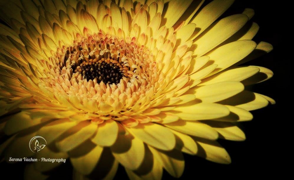 SerenaVachon's tweet photo. Darkness and a little light #nature #photography https://t.co/HAfY68PIeO