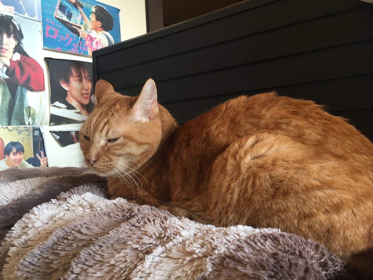 僕はぬいぐるみ